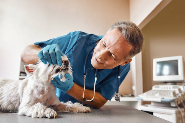 Best Emergency Tooth Extraction in Lovettsville, VA